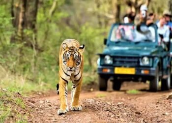बक्सा टाइगर रिजर्व में चार दिन बंद रहेगी जंगल सफारी