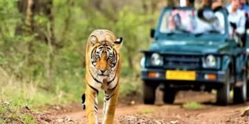 बक्सा टाइगर रिजर्व में चार दिन बंद रहेगी जंगल सफारी