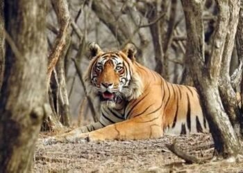 2 अक्टूबर को बक्सा टाइगर रिजर्व में लौटेगी जंगल की नई रानी!