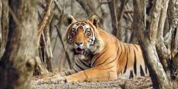2 अक्टूबर को बक्सा टाइगर रिजर्व में लौटेगी जंगल की नई रानी!