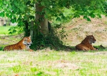 तीन महीने बाद जलदापाड़ा, बक्सा टाइगर रिजर्व में लौटी रौनक