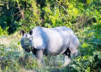 Entry Fee for Jungle Safari to Resume from Friday