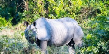Entry Fee for Jungle Safari to Resume from Friday