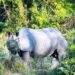 Entry Fee for Jungle Safari to Resume from Friday
