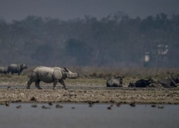 Manas National Park to Reopen on October 2 for 2026–27 Tourism Season