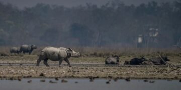 Manas National Park to Reopen on October 2 for 2026–27 Tourism Season