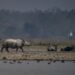 Manas National Park to Reopen on October 2 for 2026–27 Tourism Season
